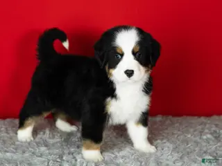 Bernese Mountain Dog dogs Sarge - Ad 36
