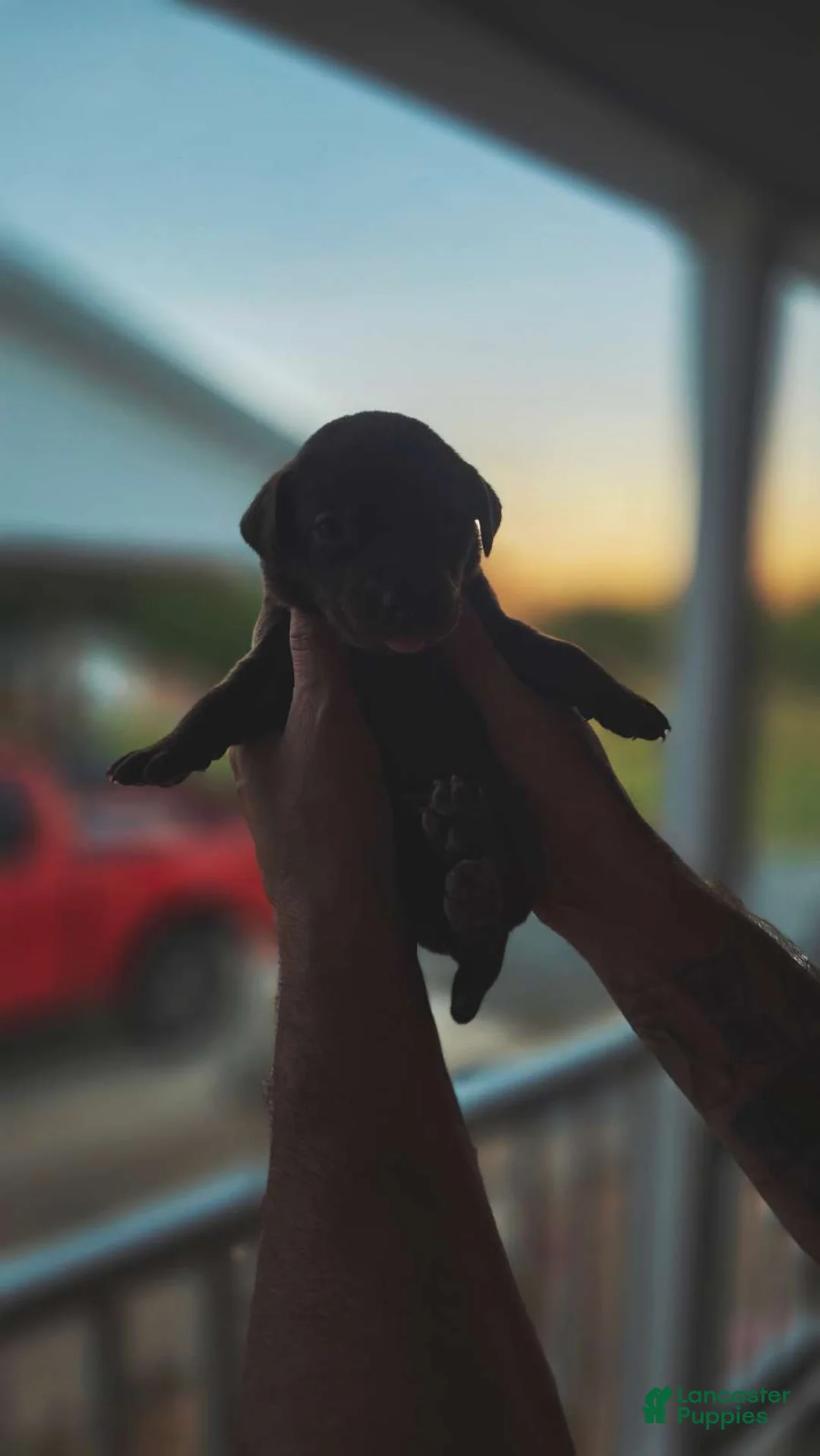 Labrador Retriever dogs for sale: Labrador Retriever 3 - Ad 1