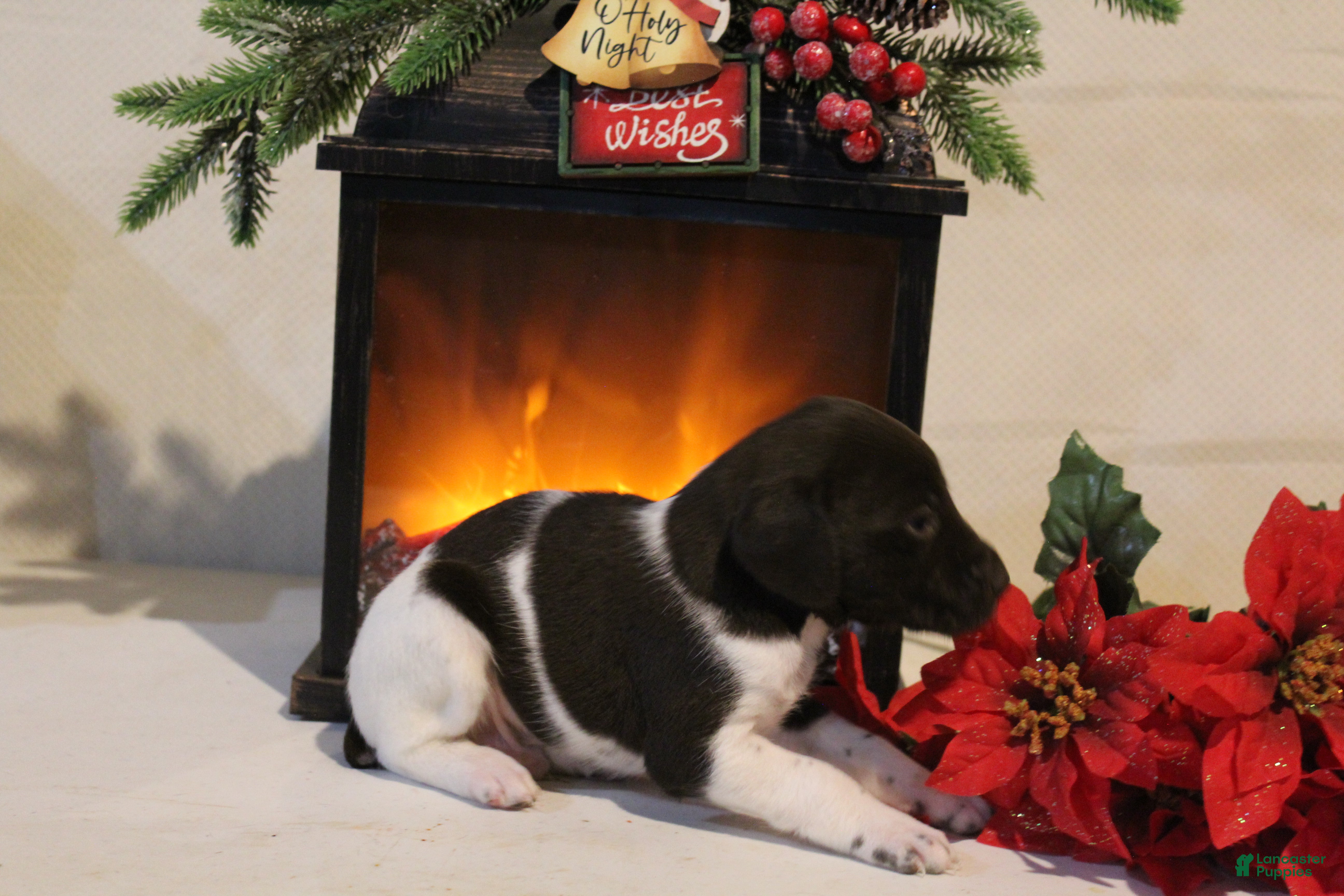 German Shorthaired Pointer dogs Dasher  - Ad 14