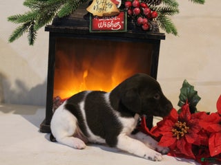 German Shorthaired Pointer dogs Dasher - Ad 19