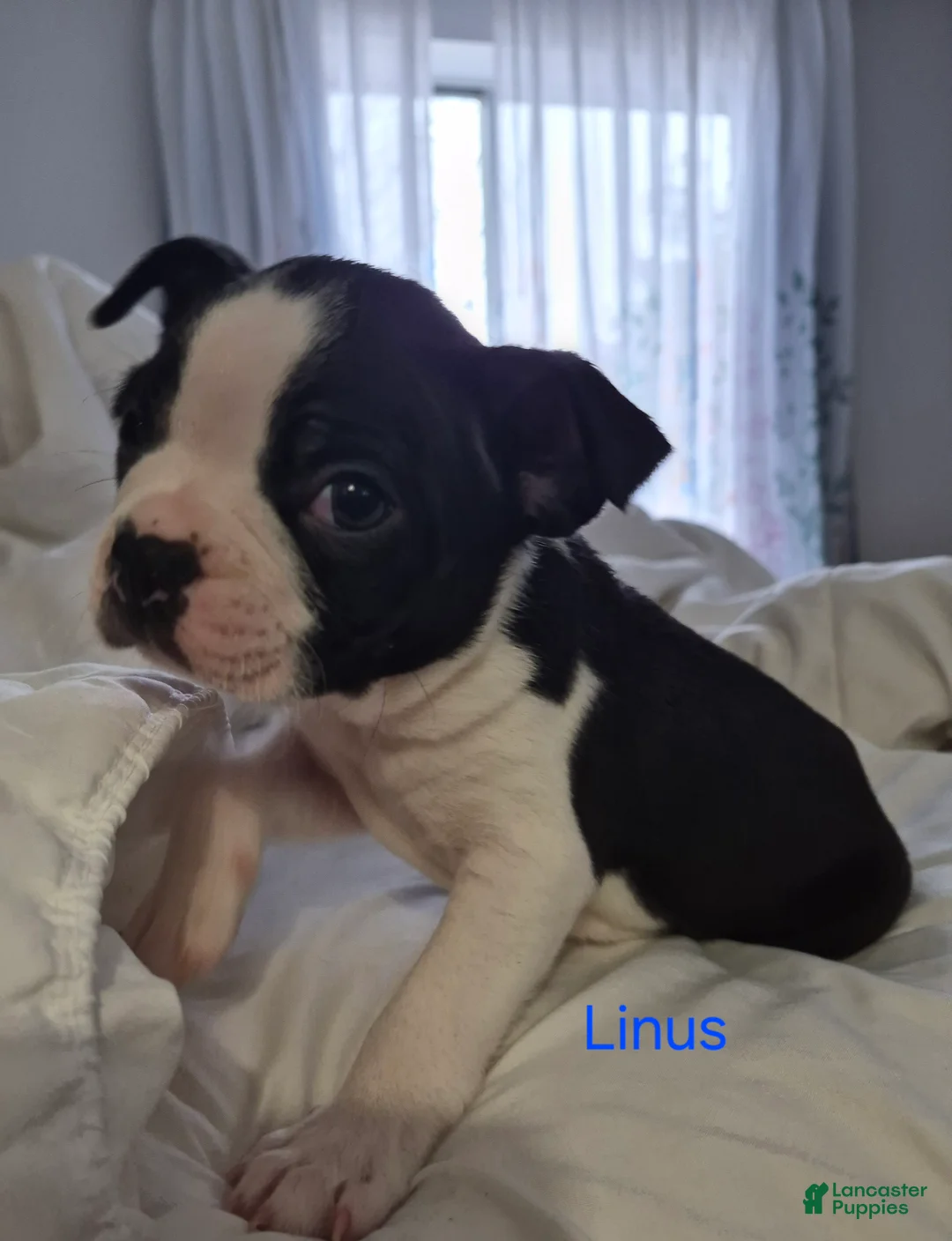 Boston Terrier dogs for sale: Linus - Ad 2
