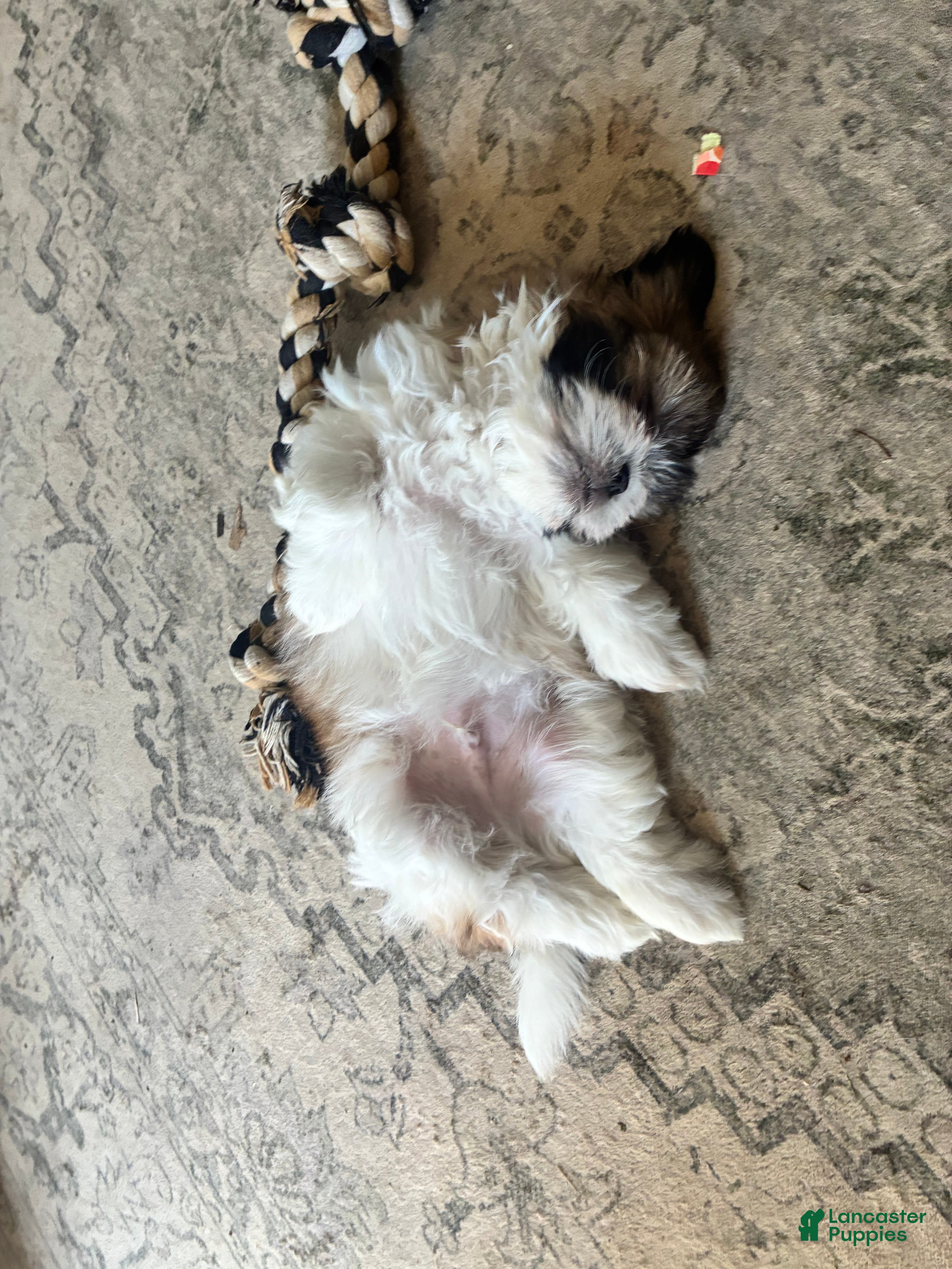 Shih Tzu dogs Shih Tzu 2 - Ad 32
