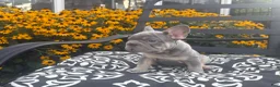 French Bulldog dogs for sale: French Bulldog 1 - Ad 5