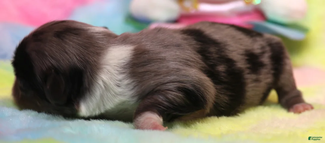Toy Australian Shepherd dogs for sale: Fairy blue merle Toy Aussie f - Ad 2