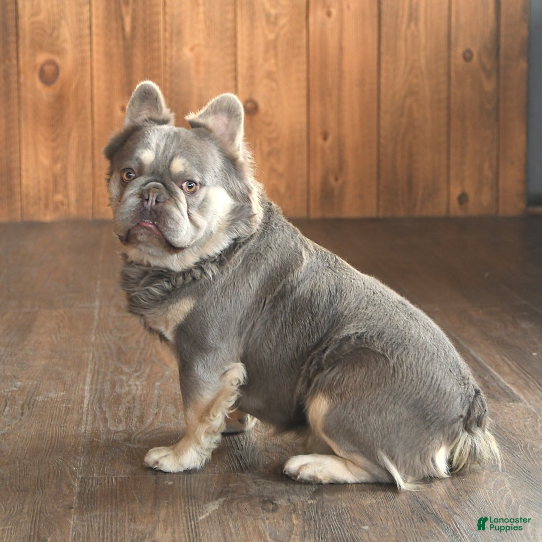 French Bulldog dogs for sale: Bandit - Ad 7