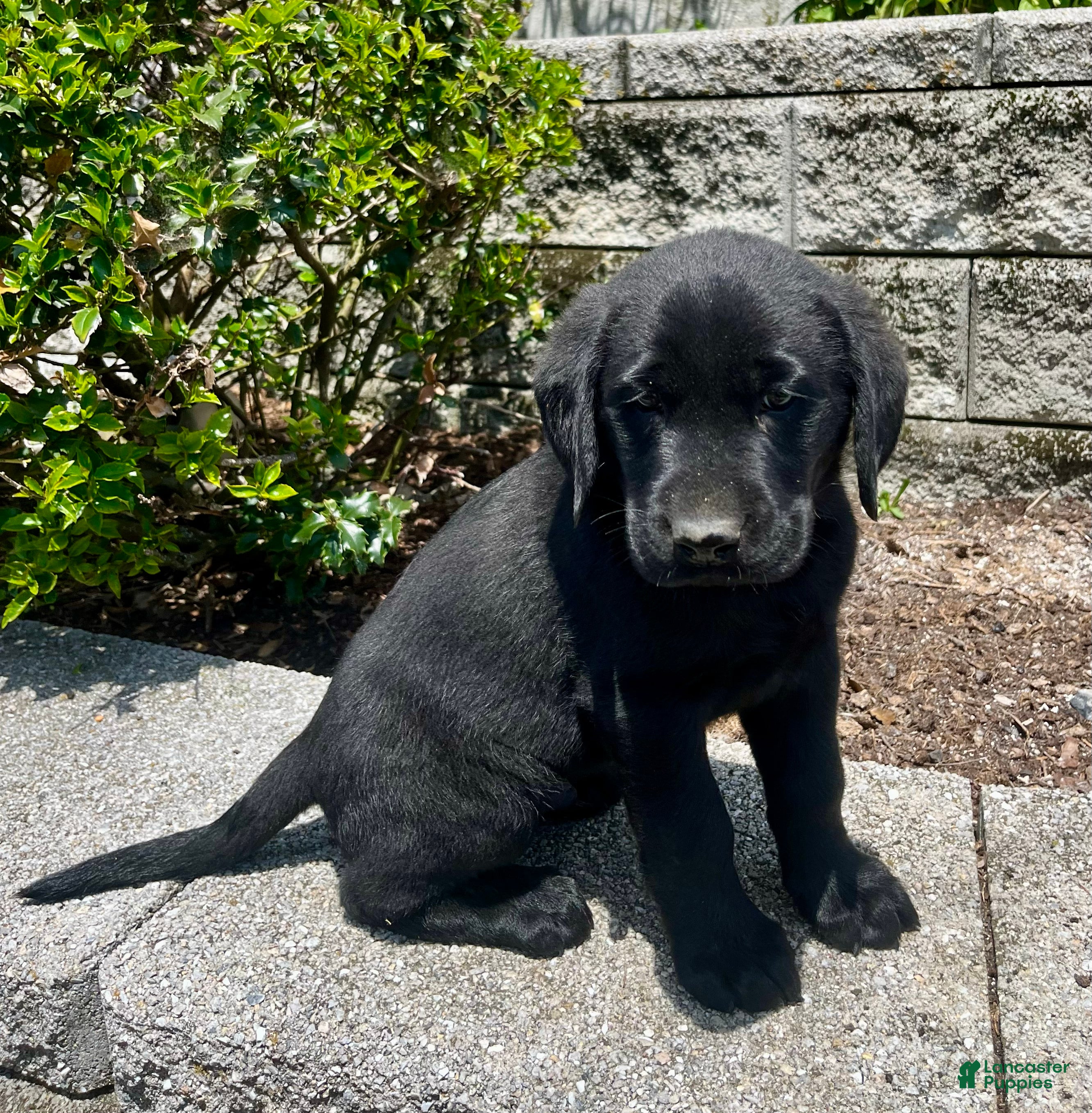 Labrador Retriever dogs for sale: Hunter - Ad 4