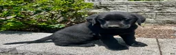 Labrador Retriever dogs for sale: Hunter - Ad 1