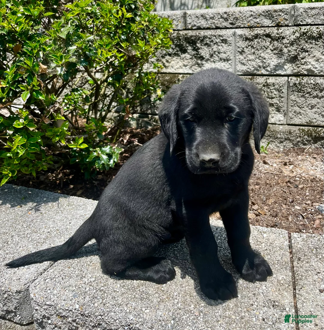 Labrador Retriever dogs for sale: Hunter - Ad 1
