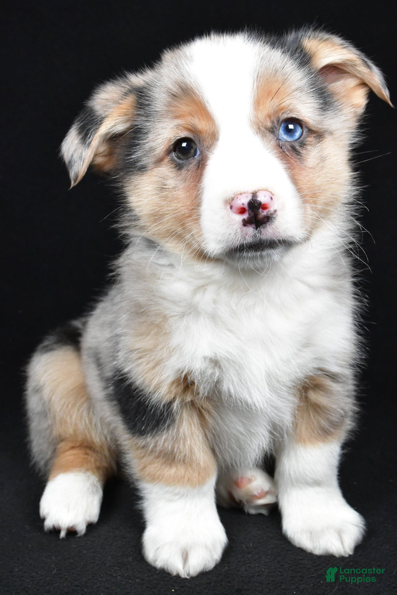 Mixed Breed dogs Cash - Ad 2