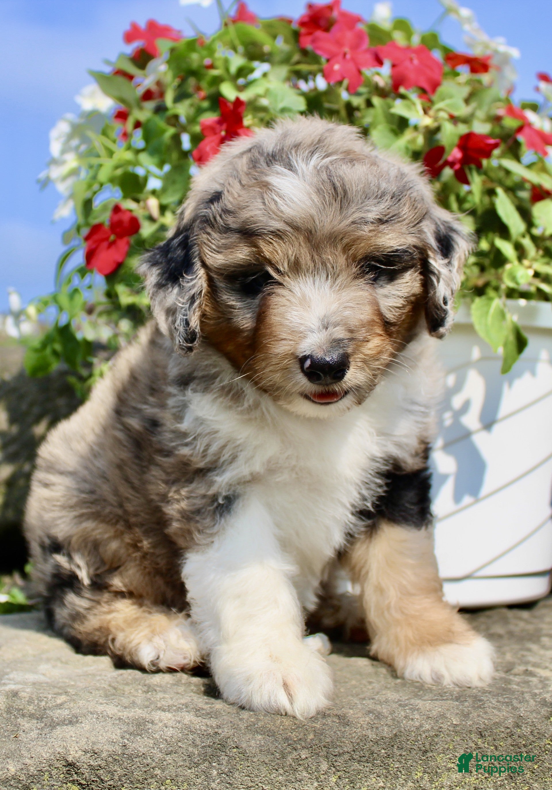 Mini Aussiedoodle dogs Peggy - Ad 2