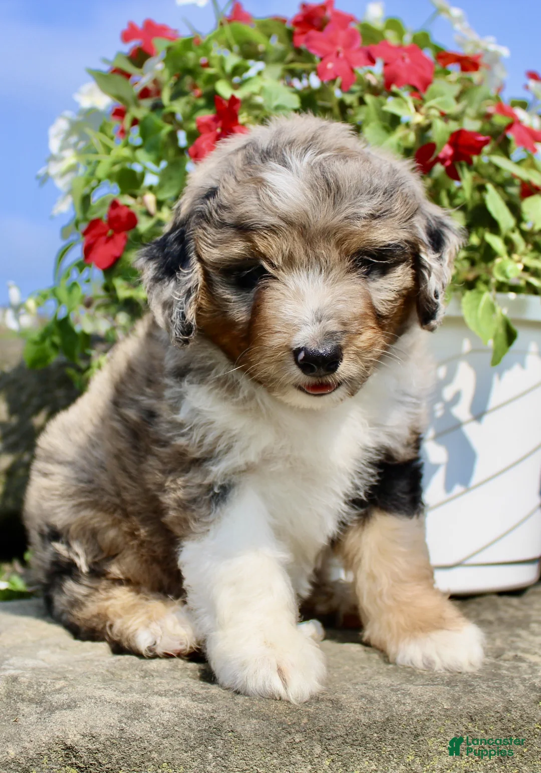 Mini Aussiedoodle dogs for sale: Peggy - Ad 2