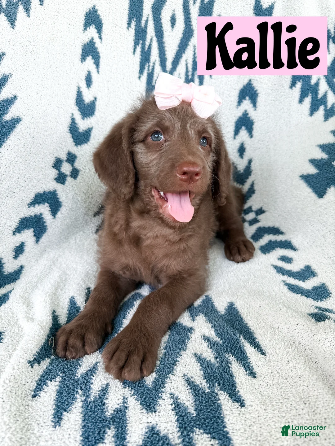 Labradoodle dogs for sale: Kallie - Ad 2