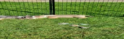 American Bully dogs for sale: American Bully 4 - Ad 16