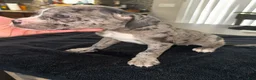 Mixed Breed dogs for sale: Merle 4 - Ad 3