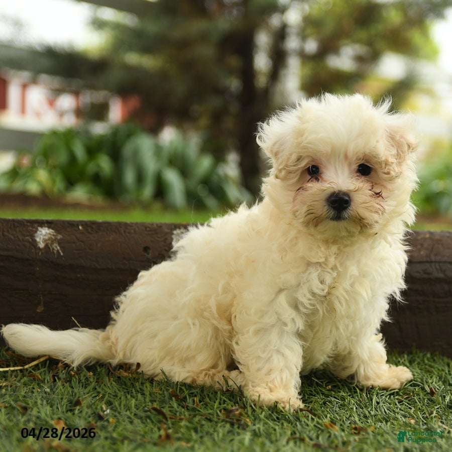 Maltipoo dogs Nellie  - Ad 1
