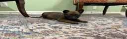 Belgian Malinois dogs for sale: Jackson - Ad 5