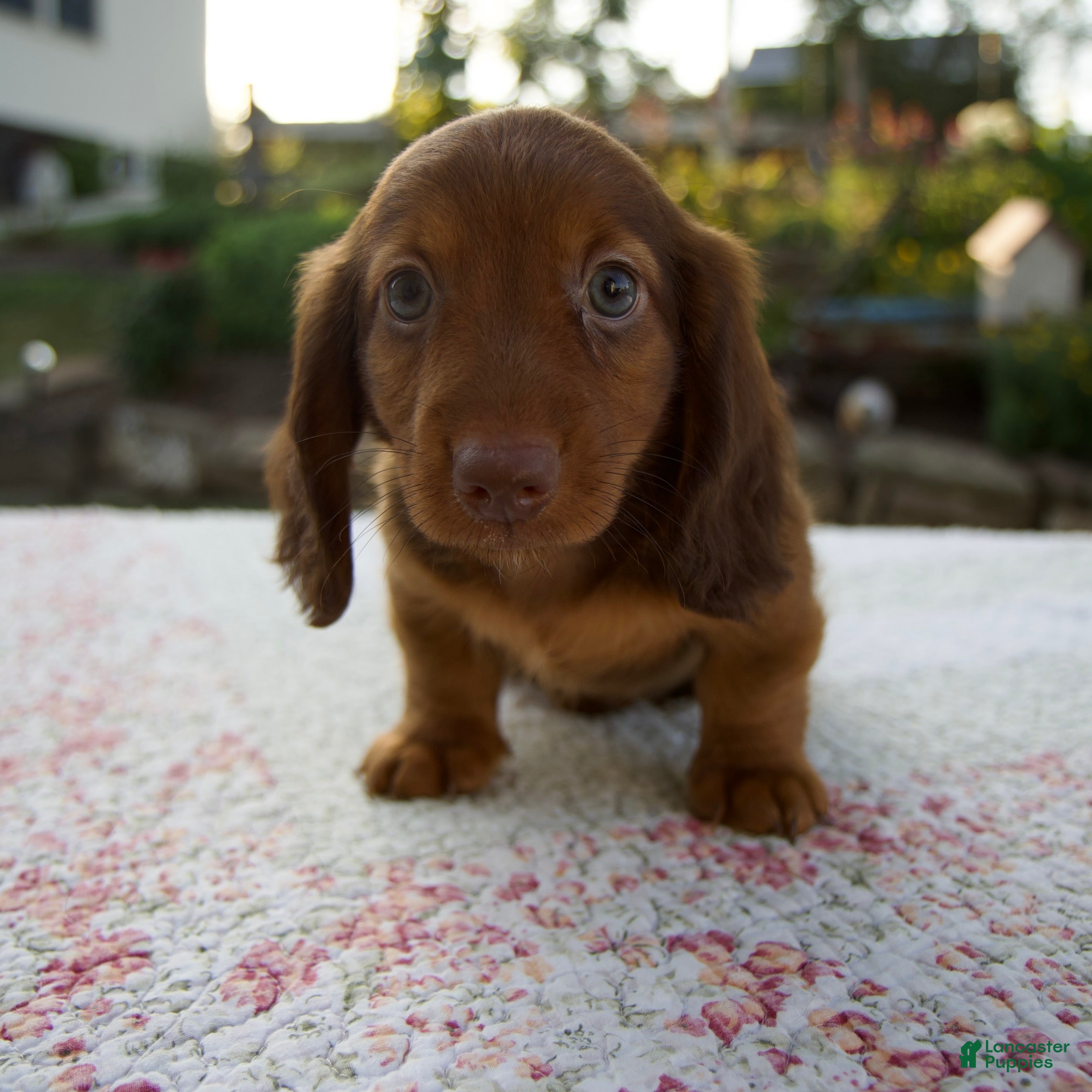 Miniature Dachshund dogs Nico - Ad 1