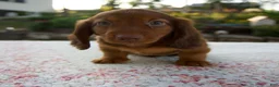 Miniature Dachshund dogs for sale: Nico - Ad 1