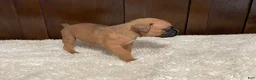 Boxer dogs for sale: Jax - Ad 15