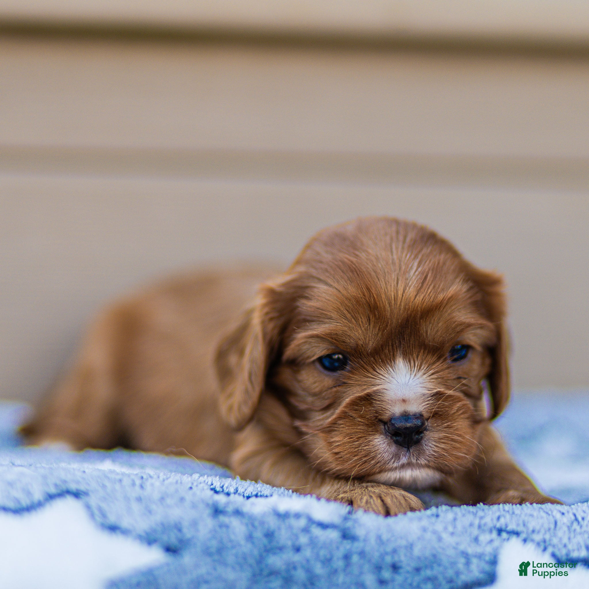 Cavalier King Charles Spaniel dogs Jasper Cavalier King Charles Spaniel  - Ad 2