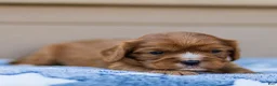 Cavalier King Charles Spaniel dogs for sale: Jasper Cavalier King Charles Spaniel  - Ad 13