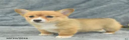 Welsh Corgi Pembroke dogs for sale: Mocha  - Ad 5