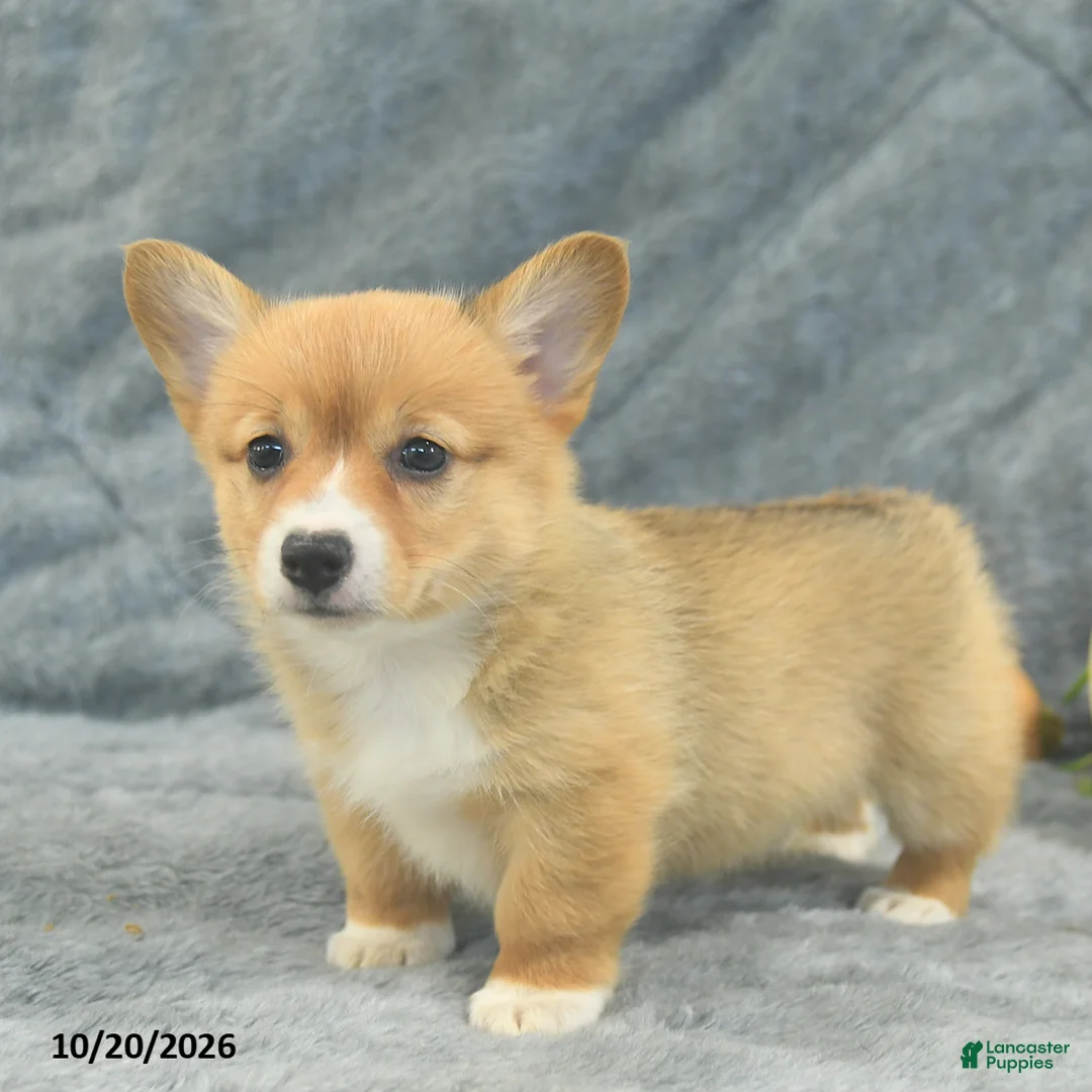 Welsh Corgi Pembroke dogs for sale: Mocha  - Ad 5