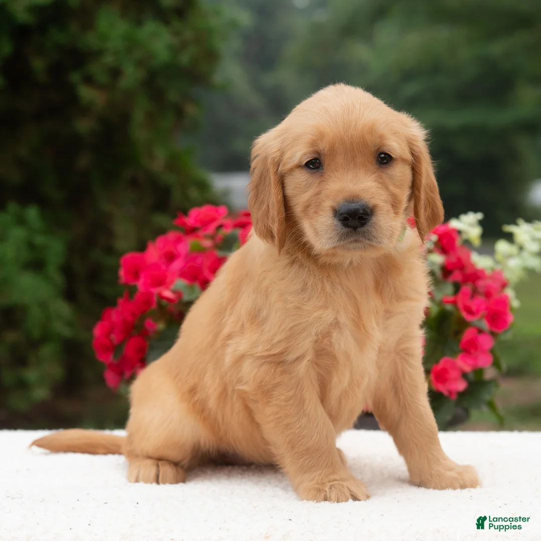 Golden Retriever dogs for sale: Kareena  - Ad 1