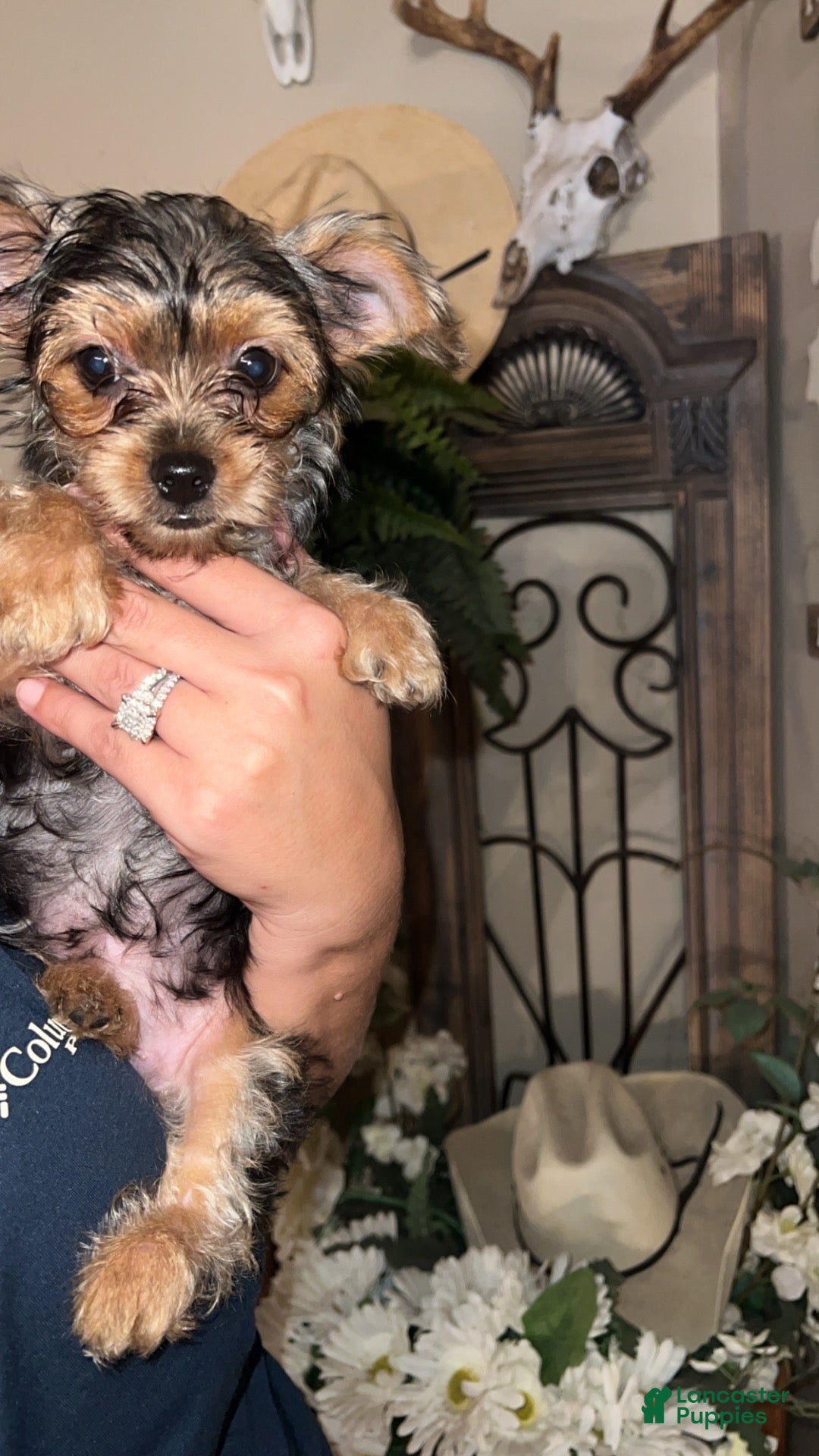 Mixed Breed dogs Mixed Breed 1 - Ad 24