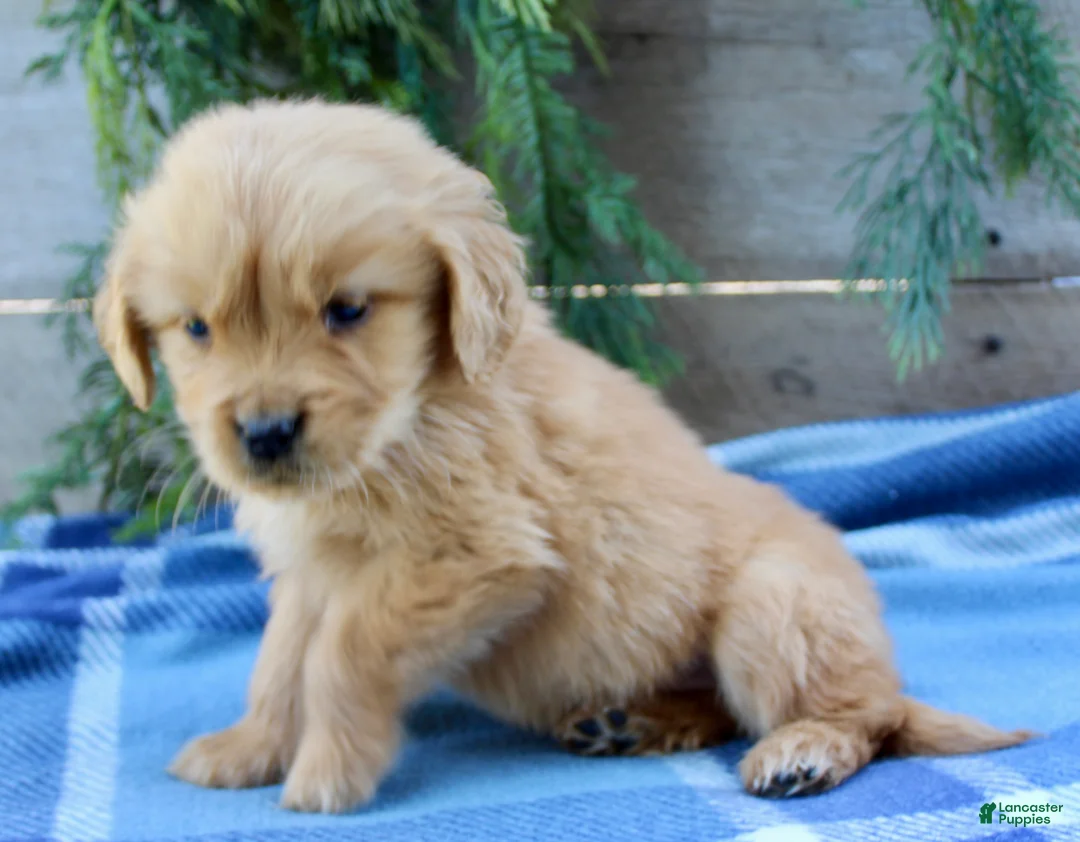 Golden Retriever dogs for sale: Tiny Timmy  - Ad 2