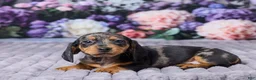 Miniature Dachshund dogs for sale: Bella - Ad 4