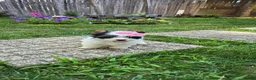 Biewer Terrier dogs for sale: Biewer Terrier 4 - Ad 5