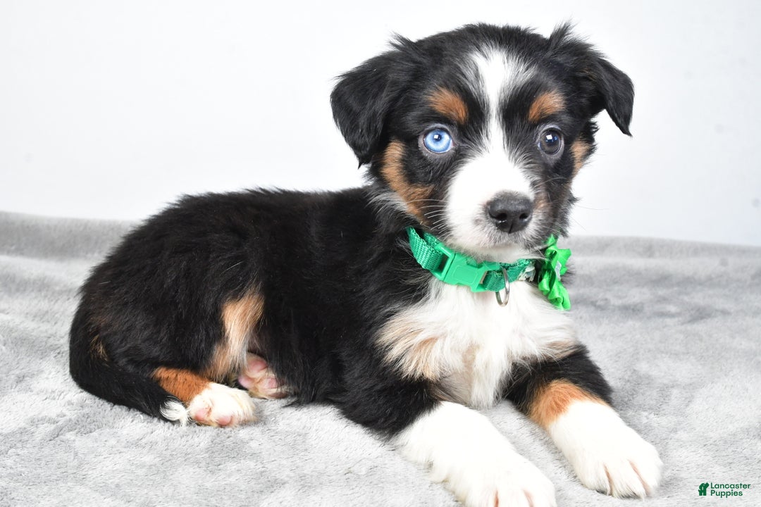 Miniature Australian Shepherd dogs for sale: Olive - Ad 6