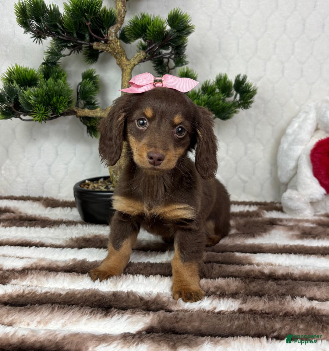 Miniature Dachshund dogs for sale: Daisy  - Ad 6
