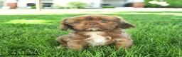 Mixed Breed dogs for sale: Simba  - Ad 3