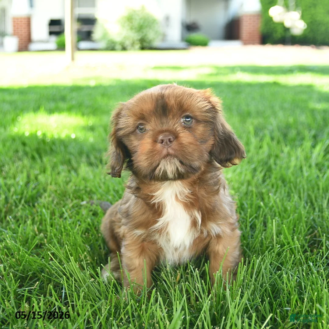 Mixed Breed dogs for sale: Simba  - Ad 3
