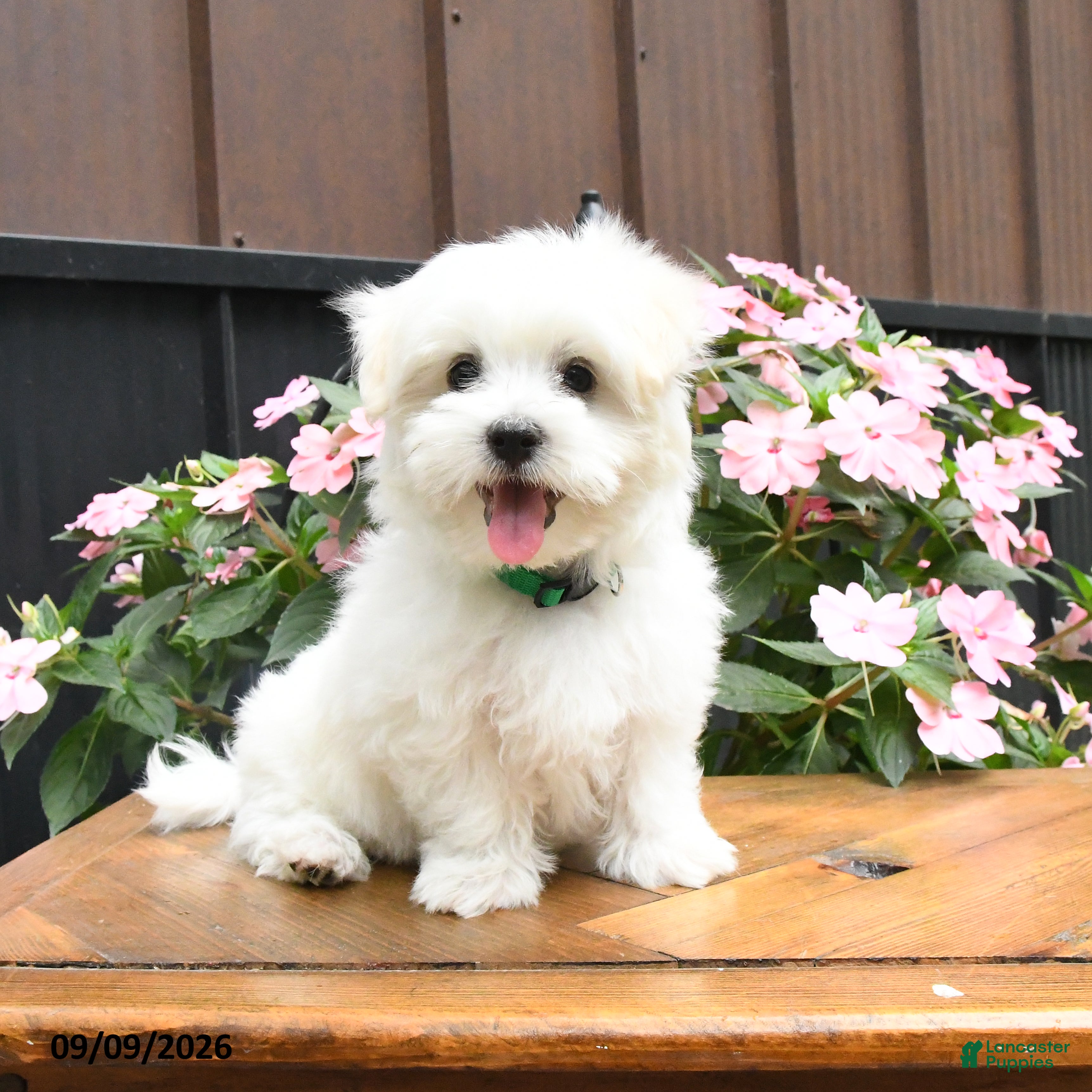 Maltese dogs Ranger - Ad 1