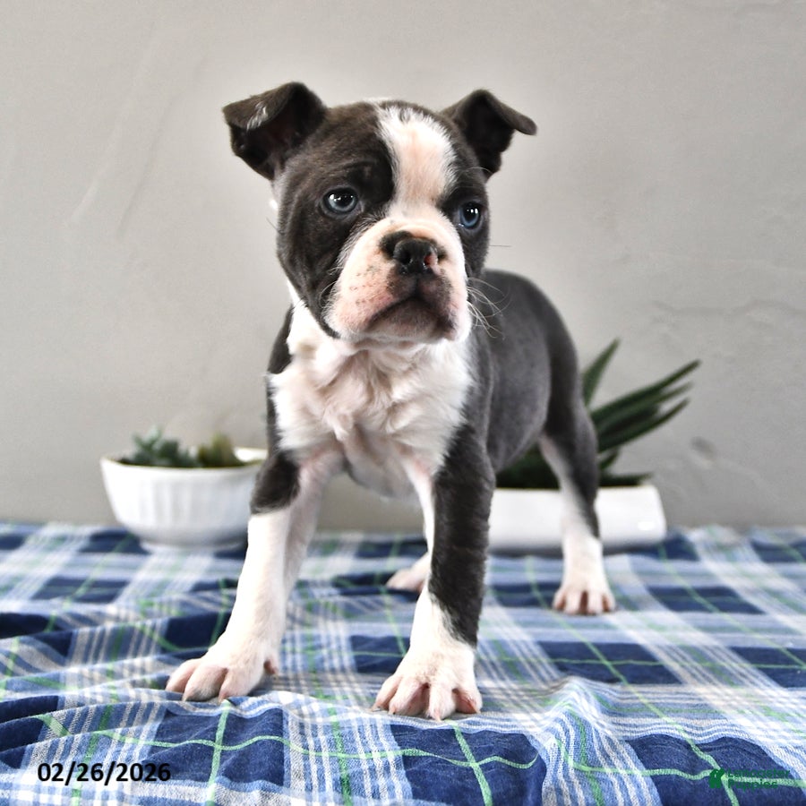 Frenchton dogs Eddie - Ad 2