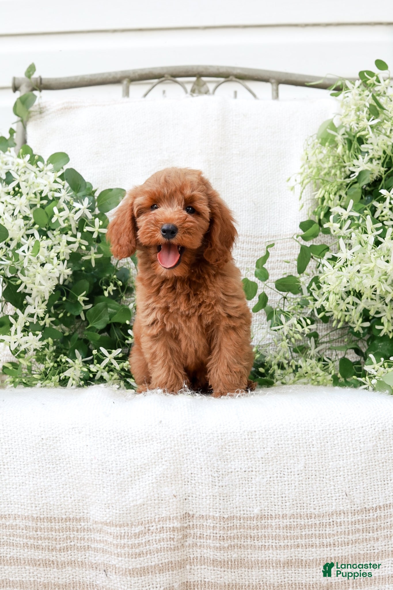 Mini Goldendoodle dogs Leon - Ad 2