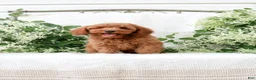 Mini Goldendoodle dogs for sale: Leon - Ad 2