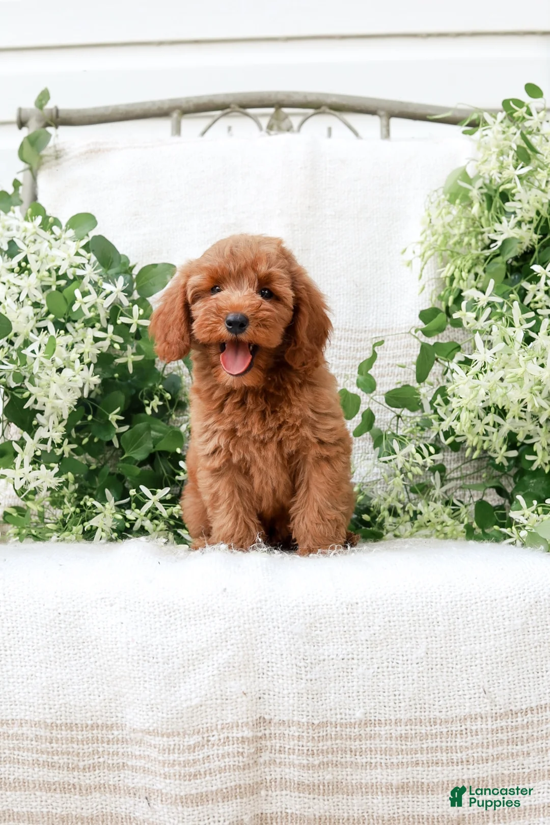 Mini Goldendoodle dogs for sale: Leon - Ad 2