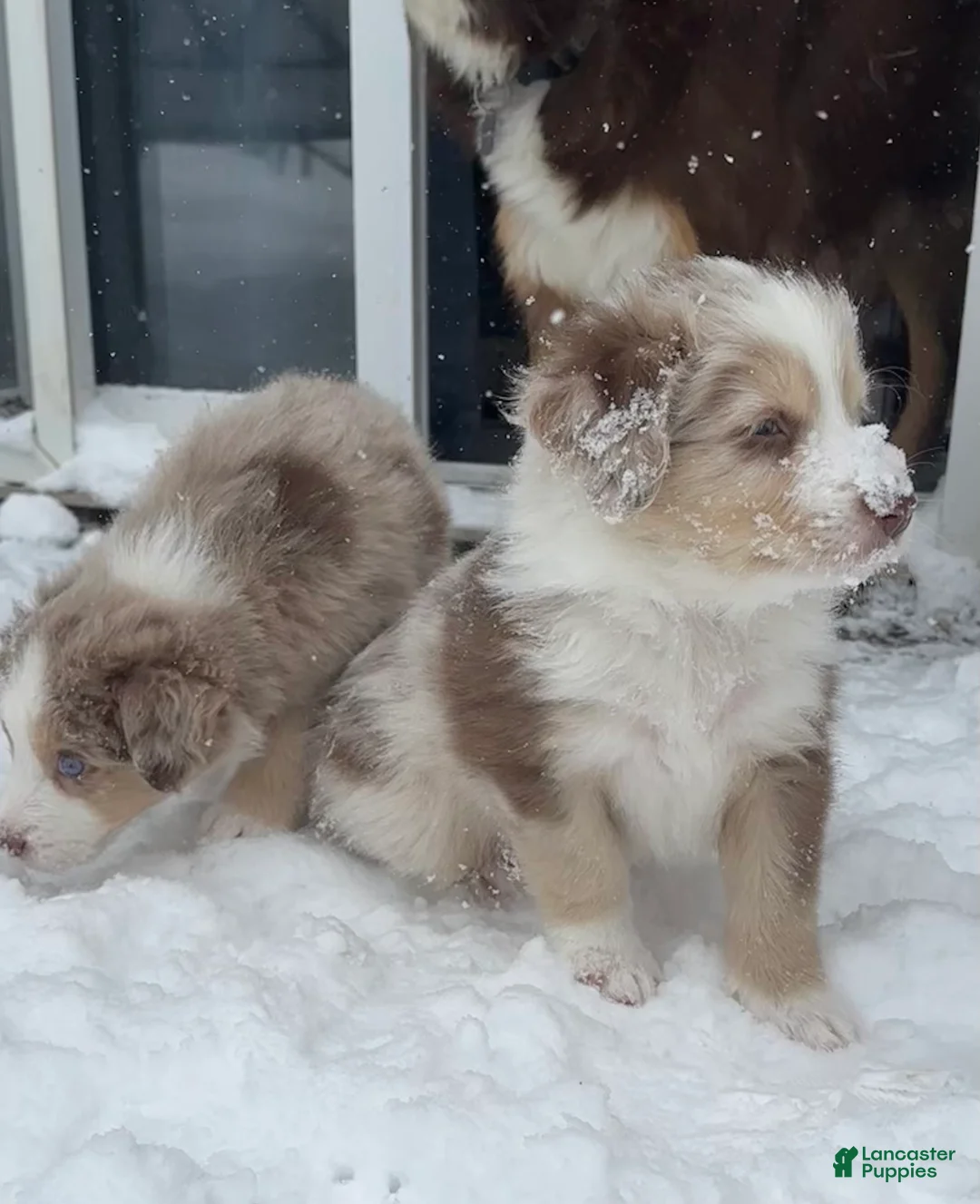 Australian Shepherd dogs for sale: Red Sausage - Ad 1