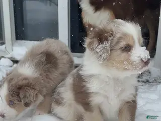 Australian Shepherd dogs Red Sausage - Ad 11