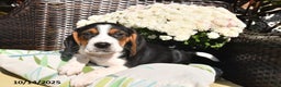 Beagle dogs for sale: Peanut  - Ad 3