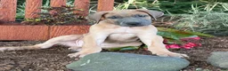 Great Dane dogs for sale: Patience Great Dane  - Ad 10