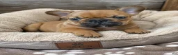 French Bulldog dogs for sale: Inferno - Ad 3