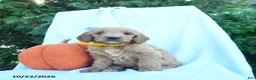 Goldendoodle dogs for sale: Windy  - Ad 3