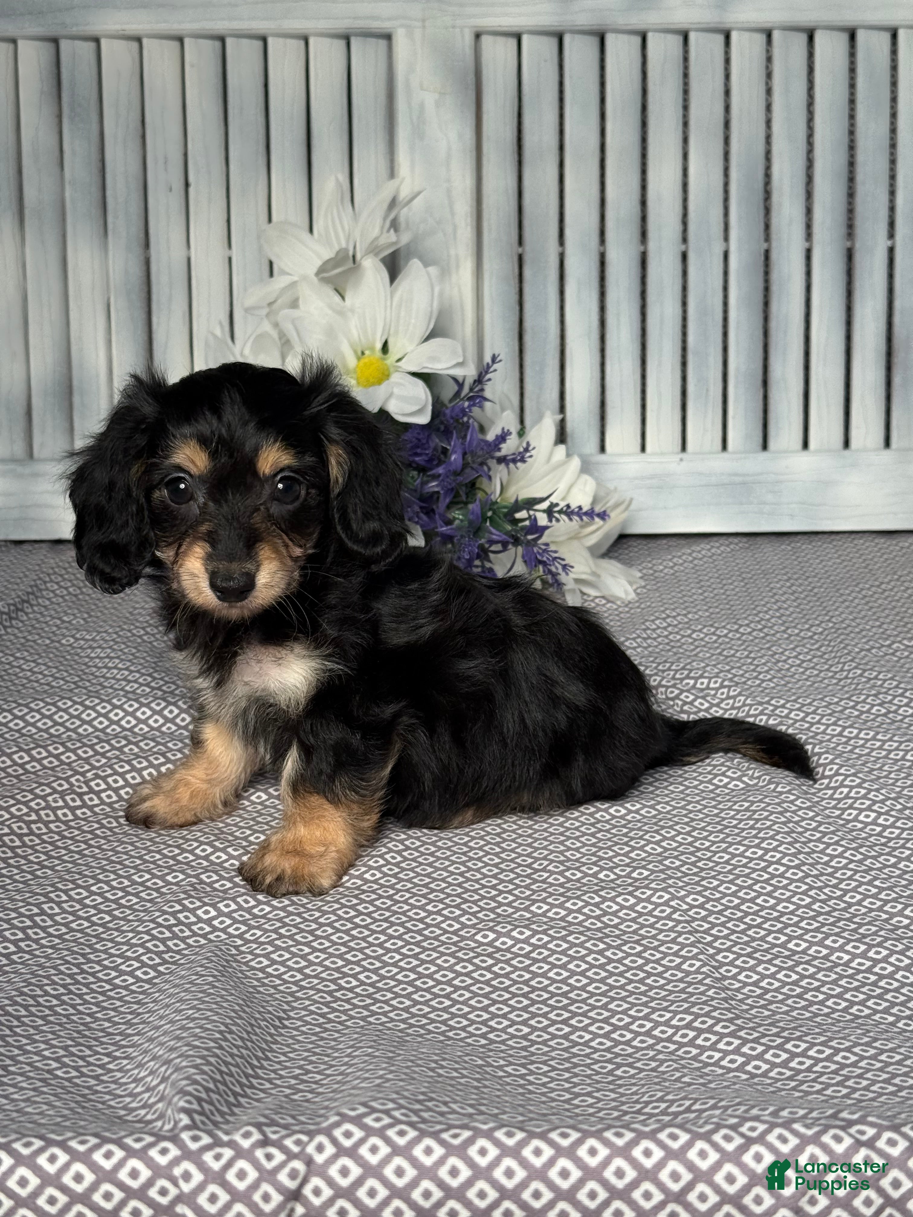 Mixed Breed dogs for sale: Amber - Ad 5