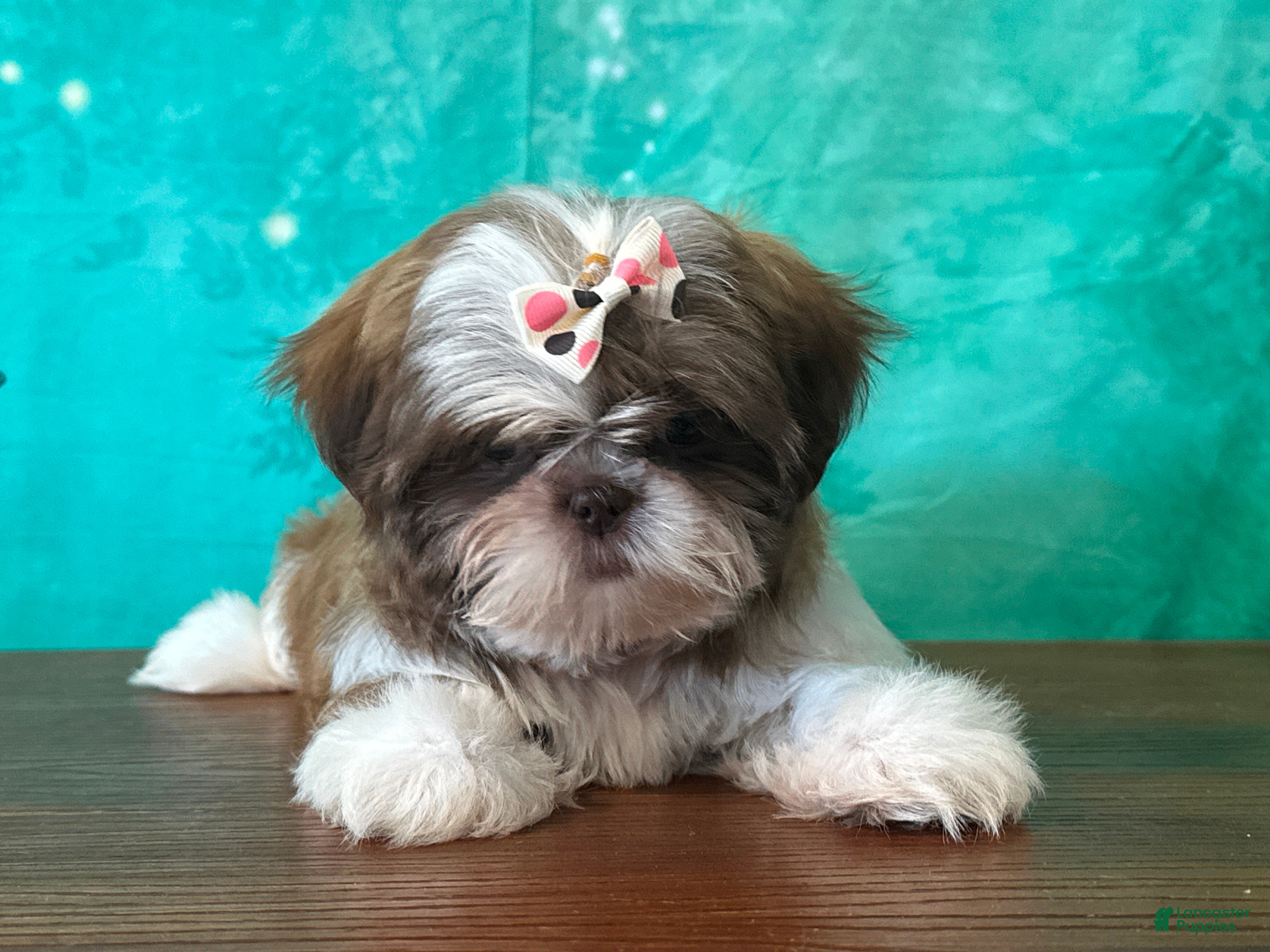 Shih Tzu dogs Daisy - Ad 1