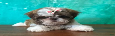 Daisy